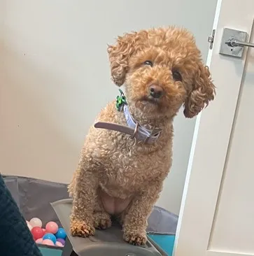 minnie-on-stairs